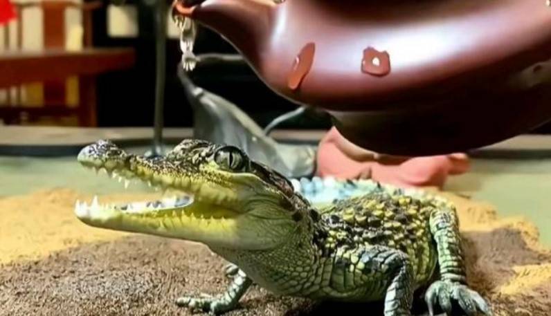 男子養2隻活體小型鱷魚當茶寵 網友：虐待動物？