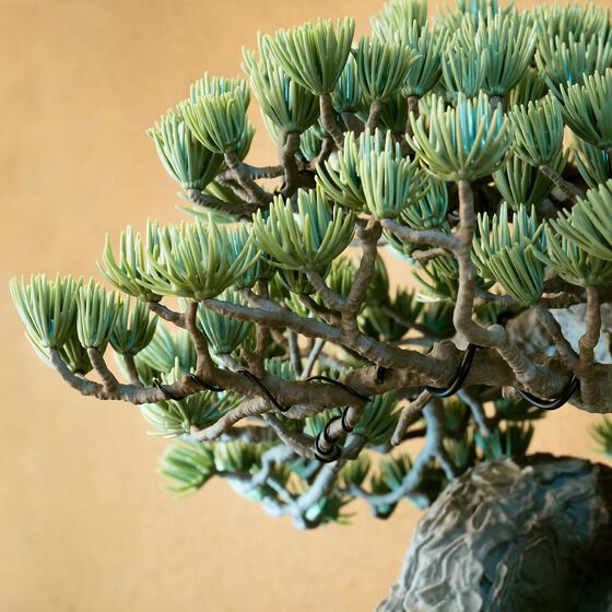 BANDAI推出全新盆栽模型定價30,800日圓！ 25年3月發售