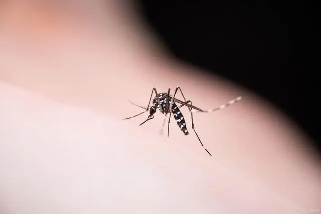 化敵為友！科學家用蚊子來為人類打疫苗成功率接近90%