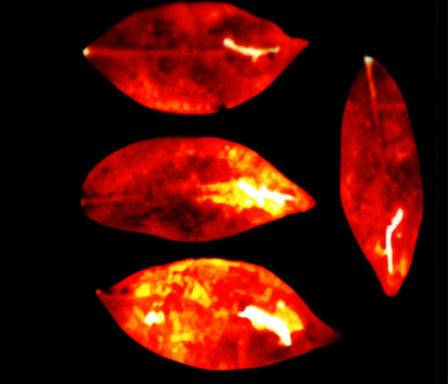 四片紅色的葉片在黑色背景上，顯示出微弱的光線，可能與生物發光相關。