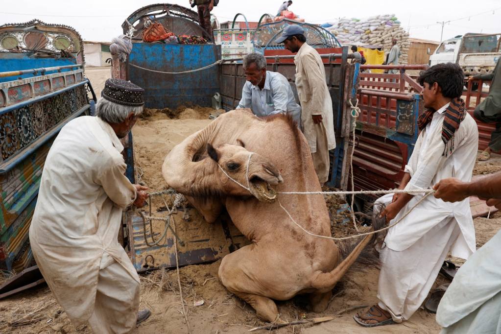 幾名工人在將一頭駱駝從車輛中卸下，背景有沙土和貨物，顯示出巴基斯坦的農村生活場景。