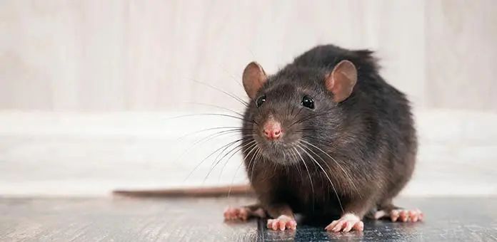 「變異」老鼠正在席捲澳洲超50%有抗滅鼠藥基因