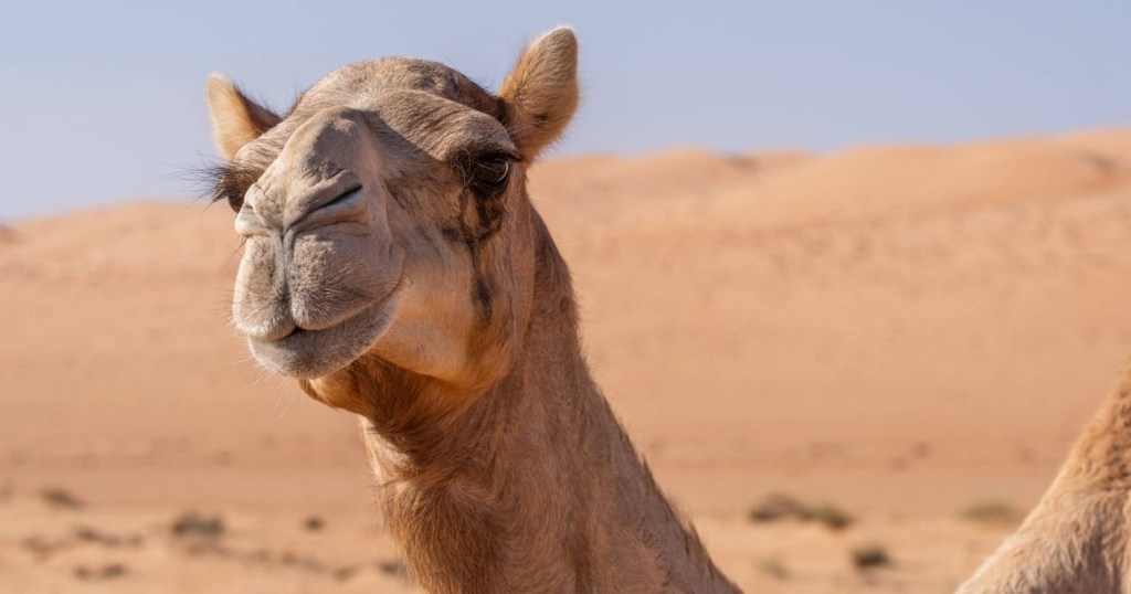 一隻駱駝在沙漠中微笑，背景是沙丘與藍天。
