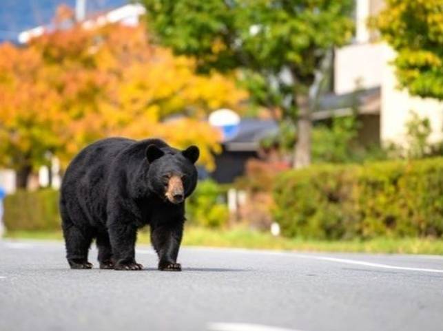 日本一黑熊遊蕩多日終被捕 曾致大學停課、國小閉校